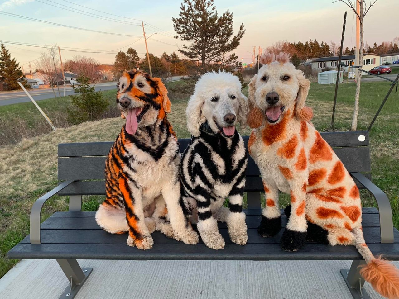 safe pet dye dog grooming