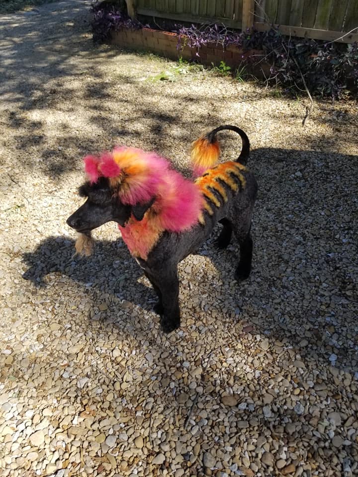 teinture pour chien sûre pour un toilettage créatif des animaux