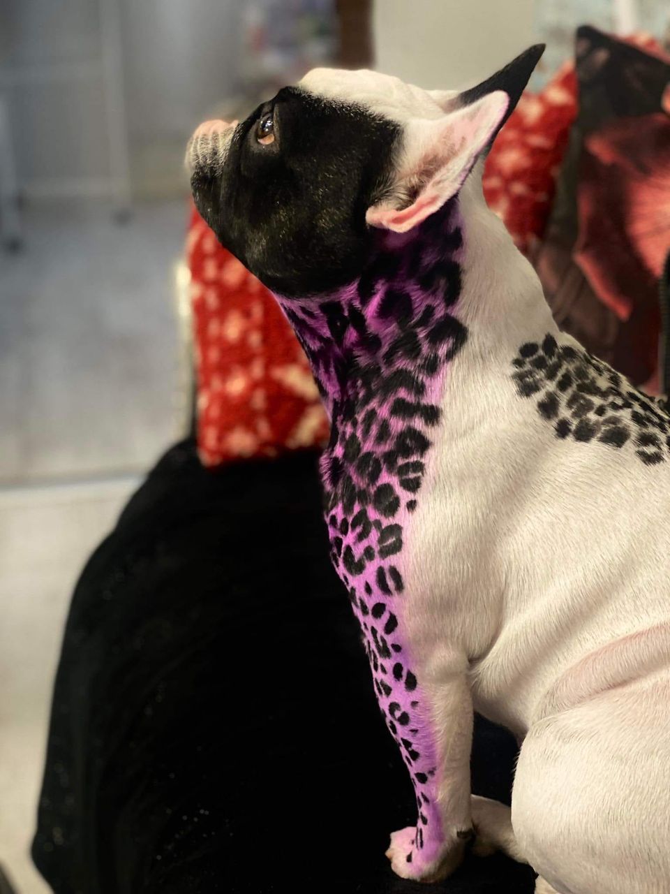 safe pet hair dye for creative dog grooming