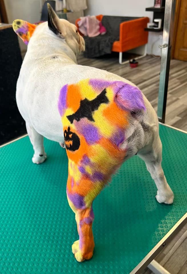 creative grooming contest