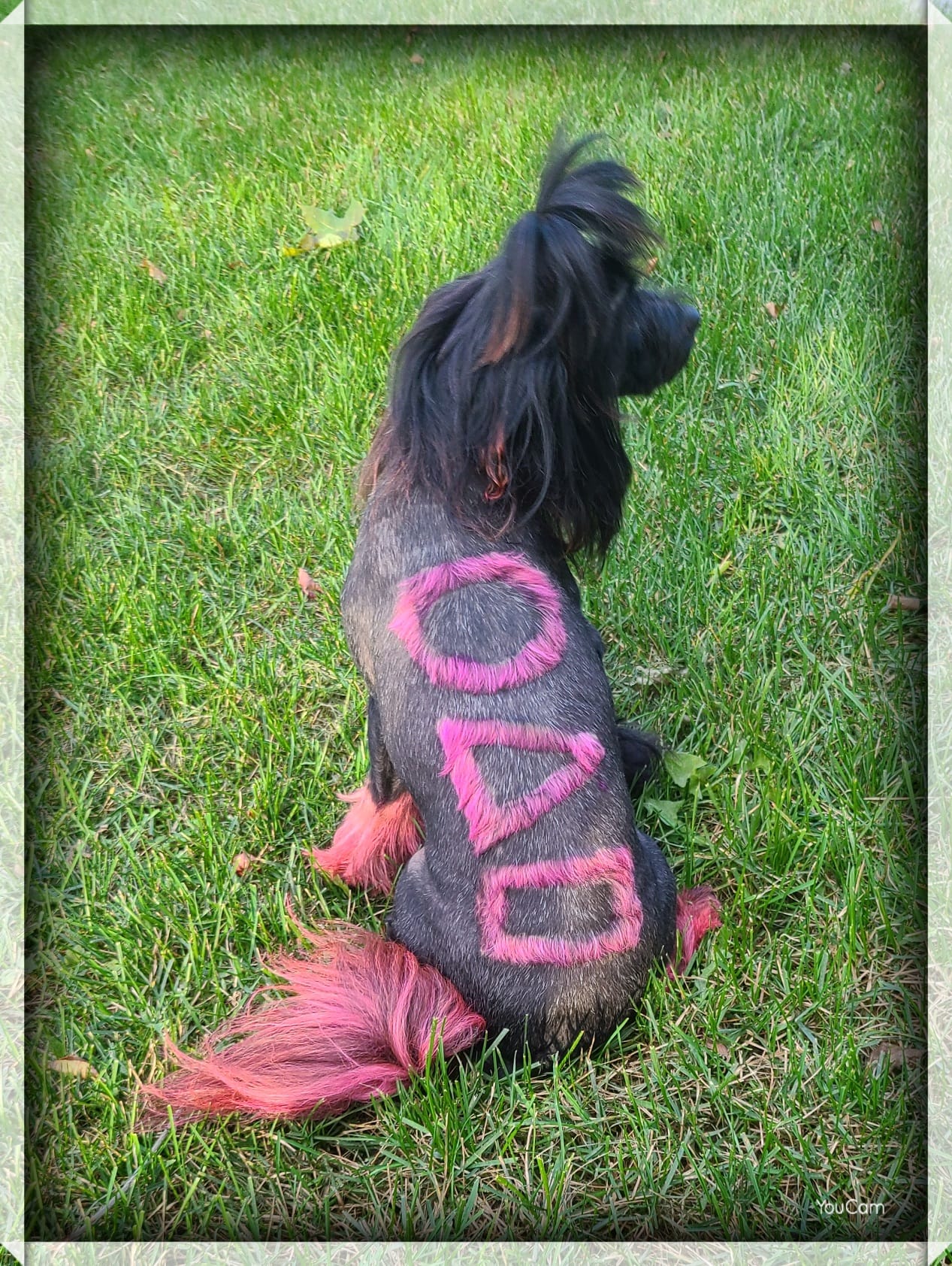 teinture pour animaux de compagnie sûre pour un concours créatif de toilettage pour chiens