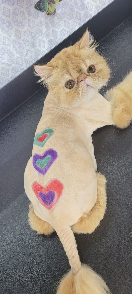 safe pet hair dye for creative dog grooming