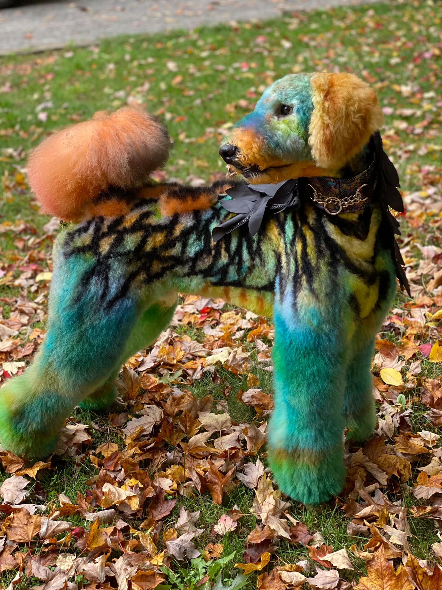 Tinte seguro para mascotas para un concurso creativo de peluquería canina