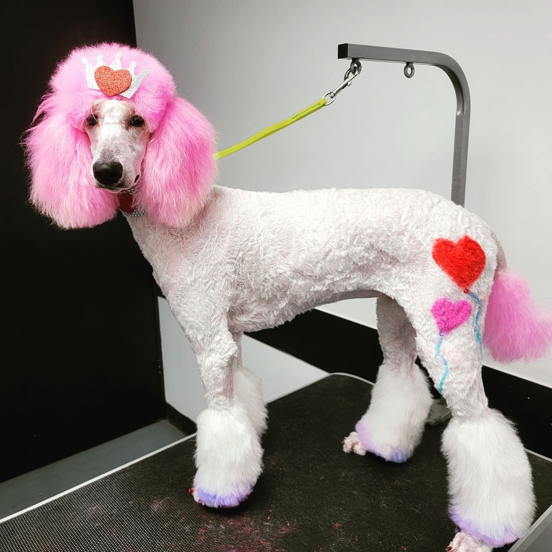 Tinte para el pelo de mascotas seguro para un cuidado canino creativo