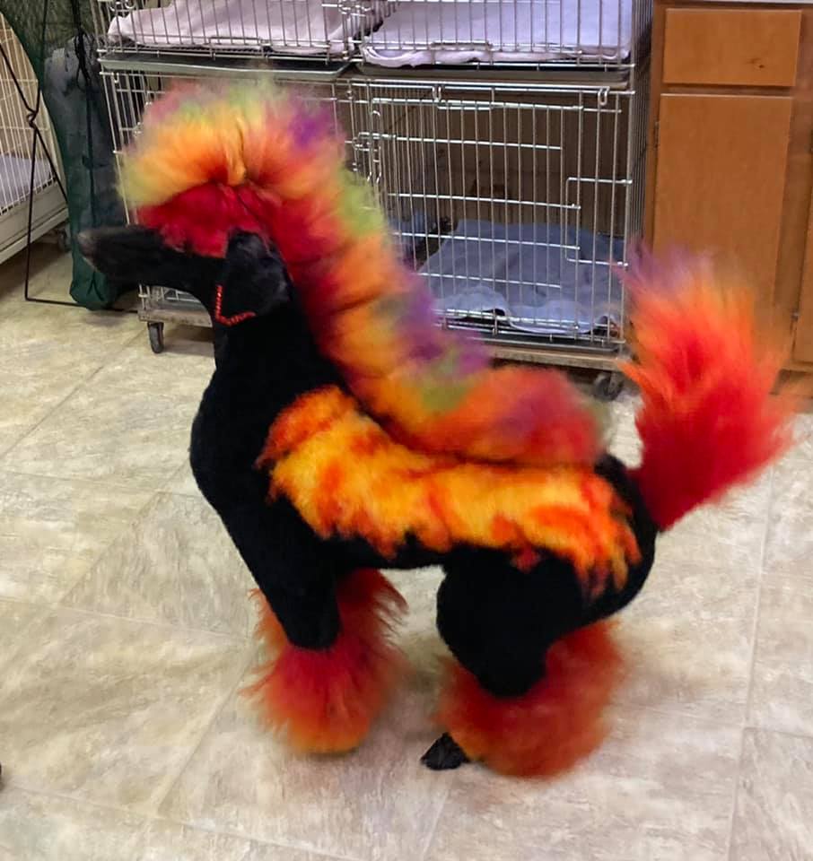 teinture pour chien sans danger couleur de poils de chien