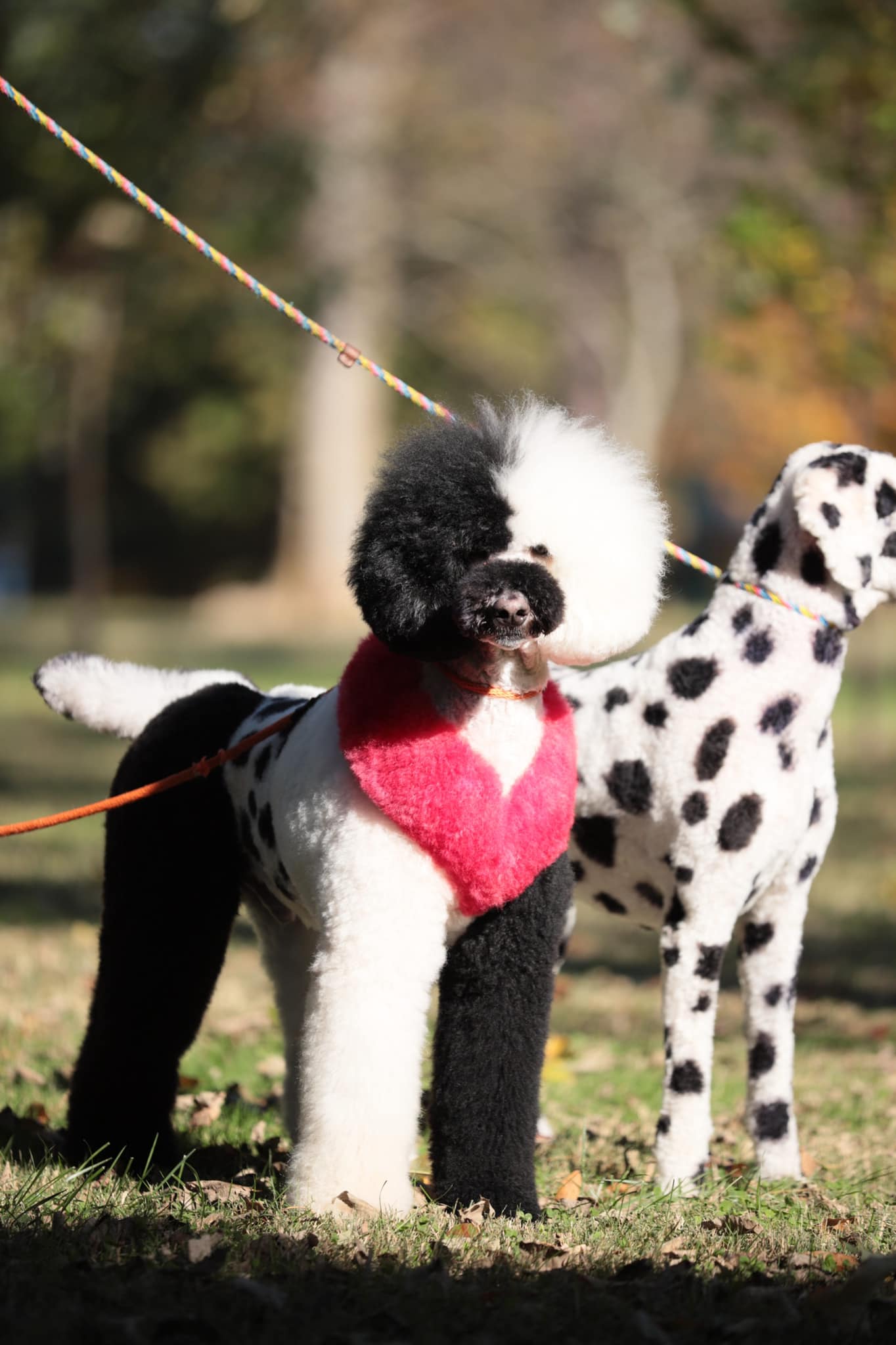 teinture pour chien en toute sécurité toilettage créatif pour animaux de compagnie