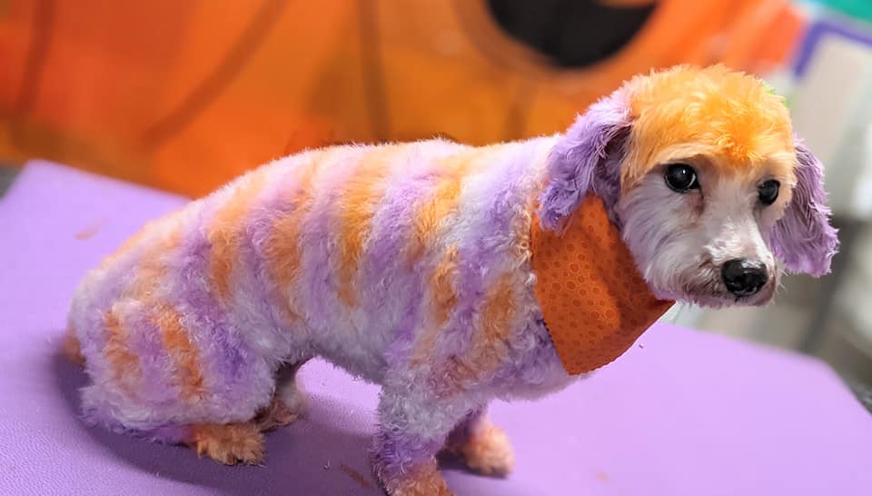 teinture pour animaux de compagnie sûre pour un concours créatif de toilettage pour chiens