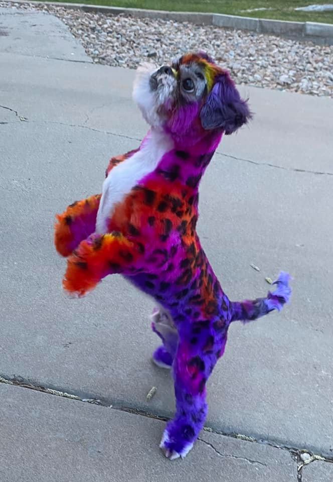 Lisa Frank coloring safe dog dye for pet grooming