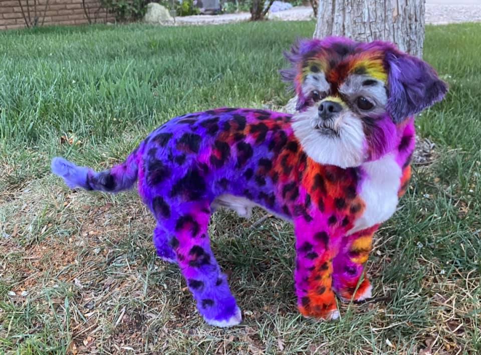 teinture pour chien sans danger