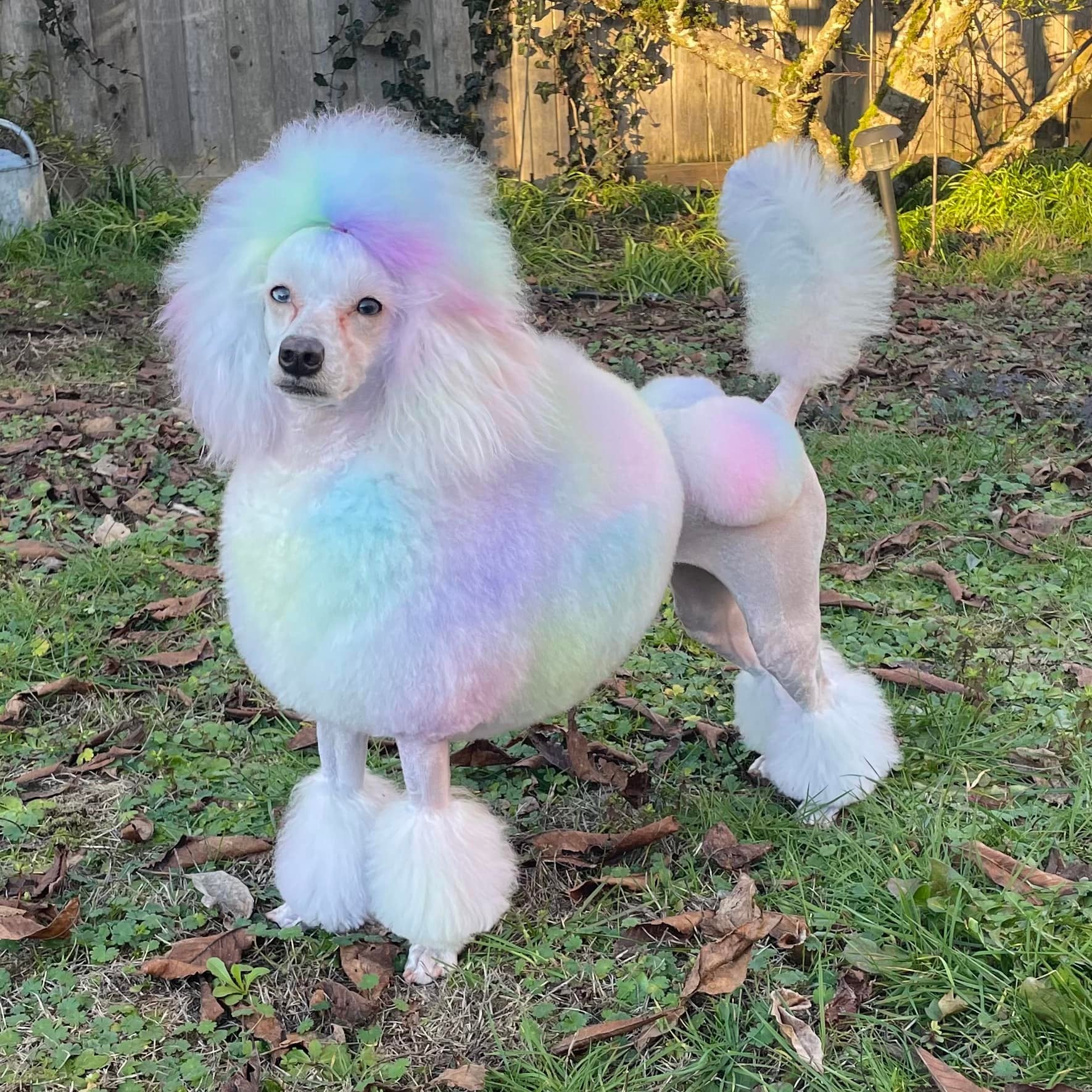 tinte para perros seguro