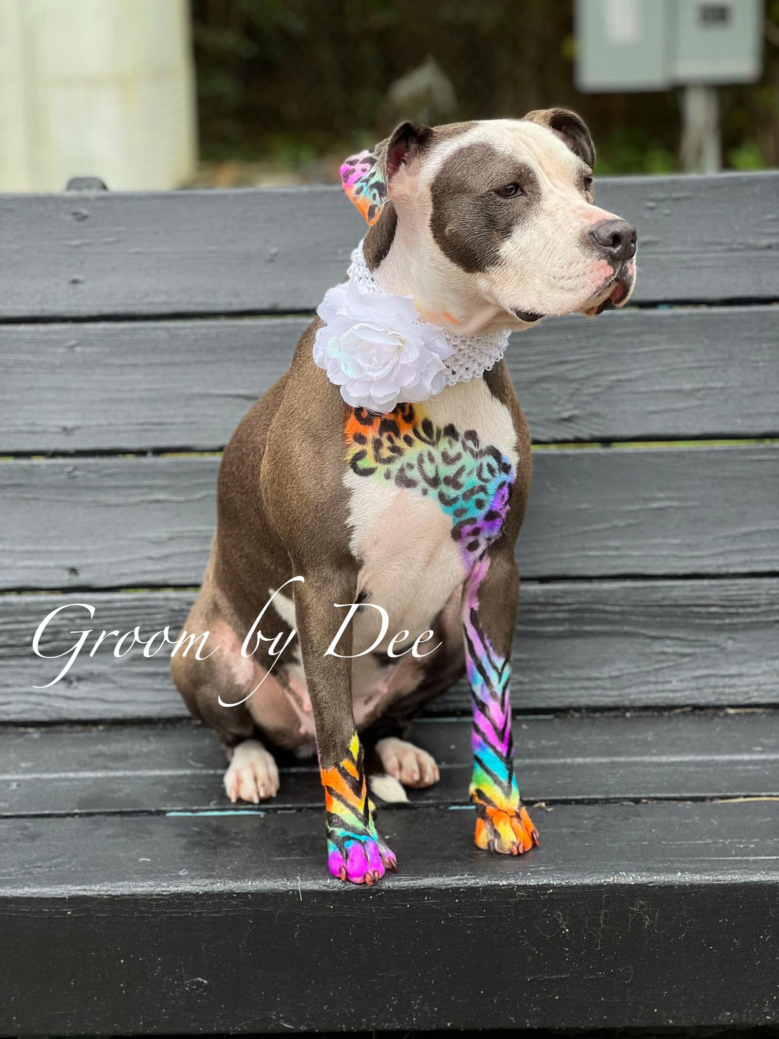 teinture pour animaux de compagnie sûre pour un concours créatif de toilettage pour chiens