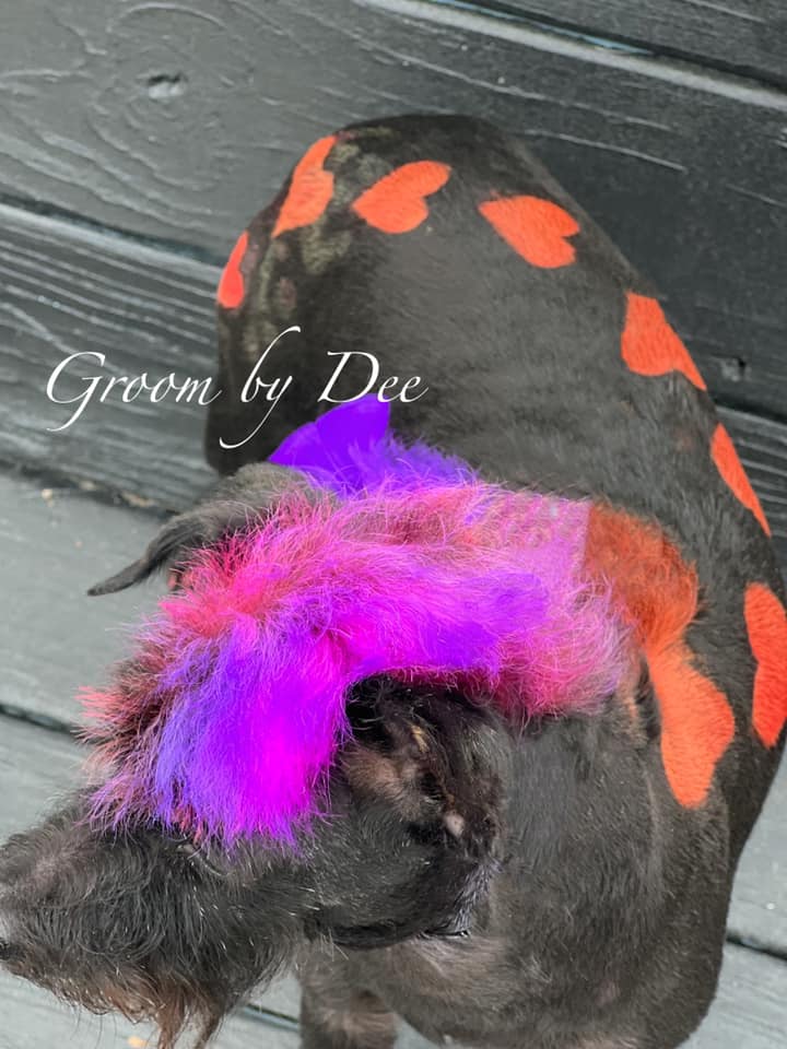 safe dog hair dye