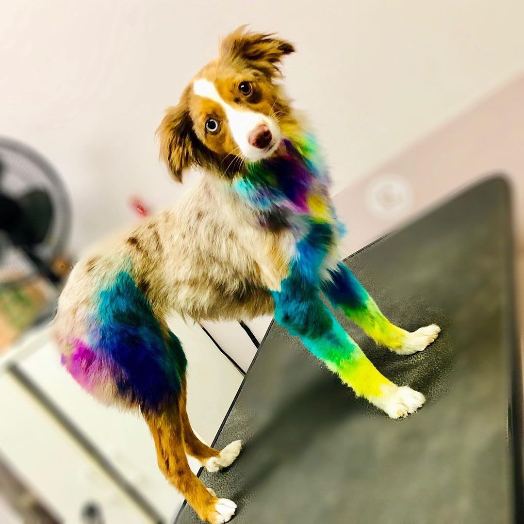concurso de peluquería canina con tinte seguro para mascotas