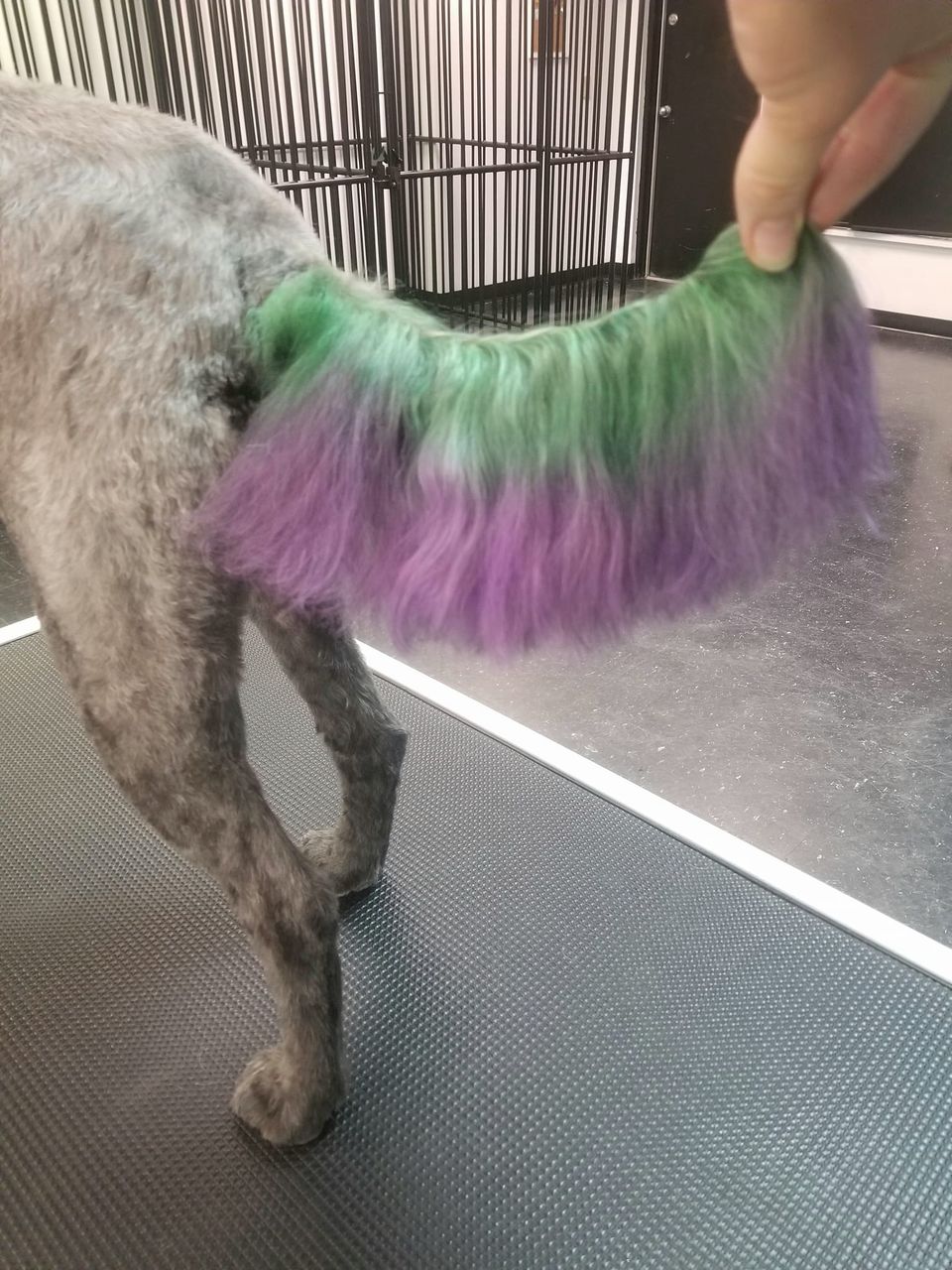 safe dog dye pet grooming