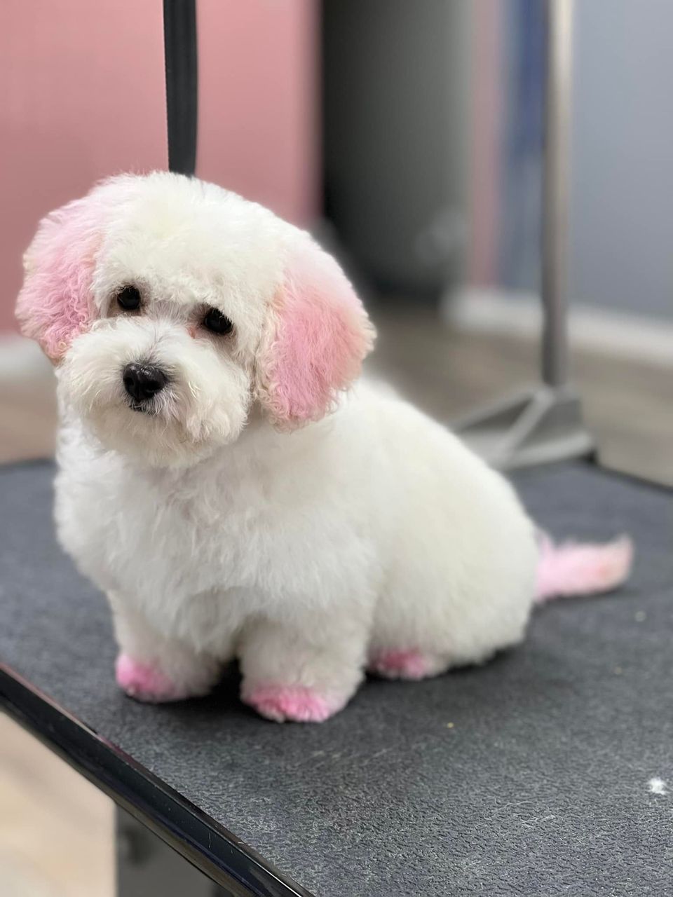 tinte seguro para mascotas peluquería canina navideña
