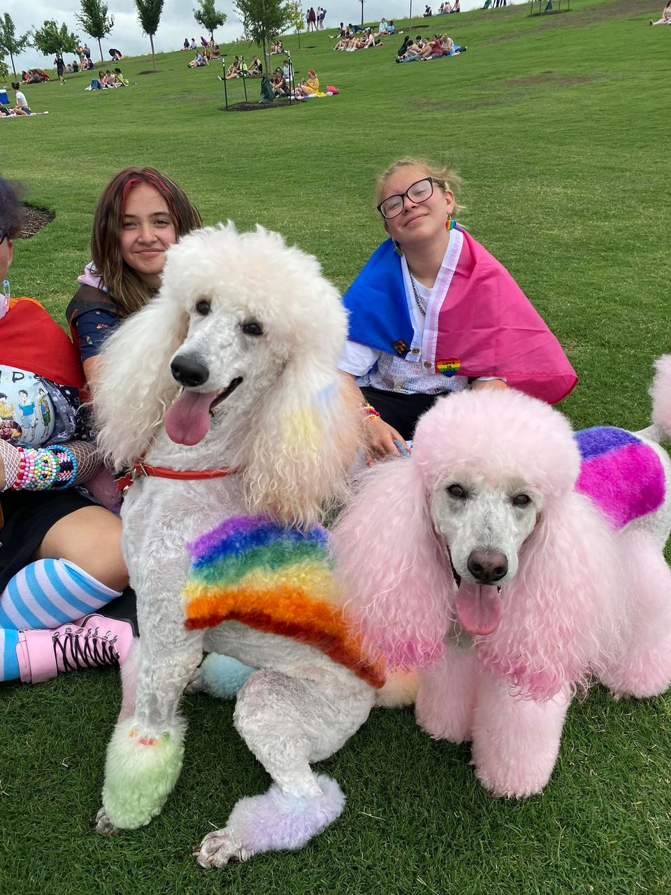 peluquería canina con tinte seguro para mascotas