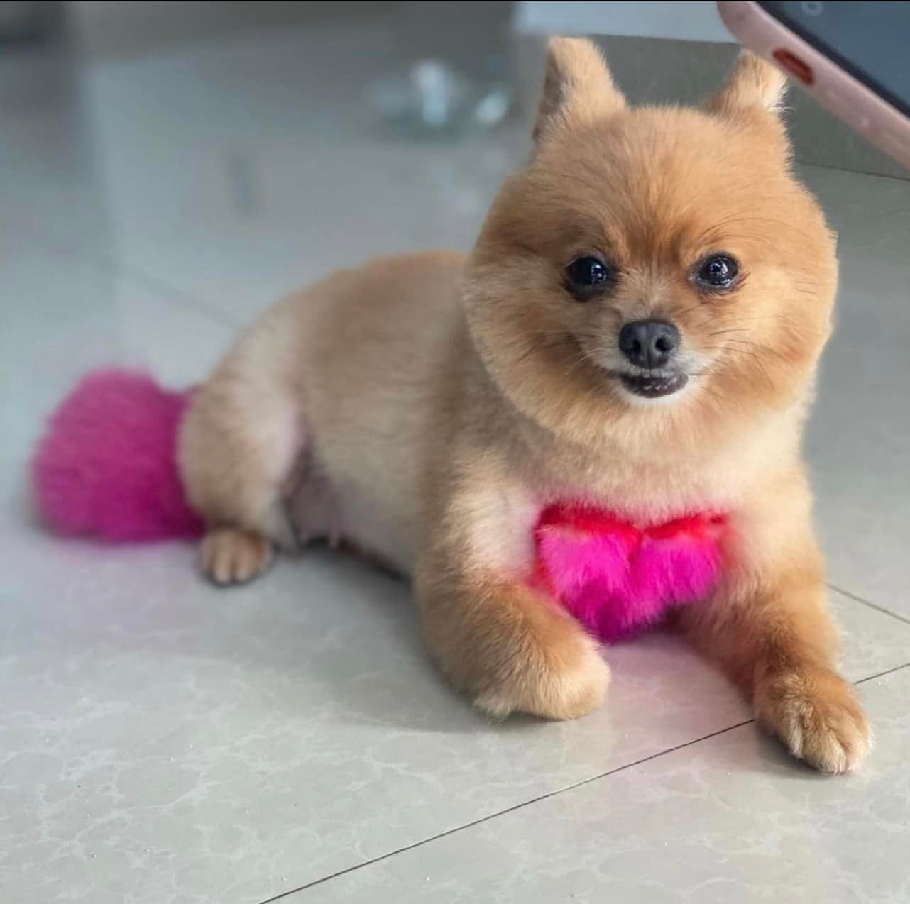 safe pet hair dye for creative dog grooming