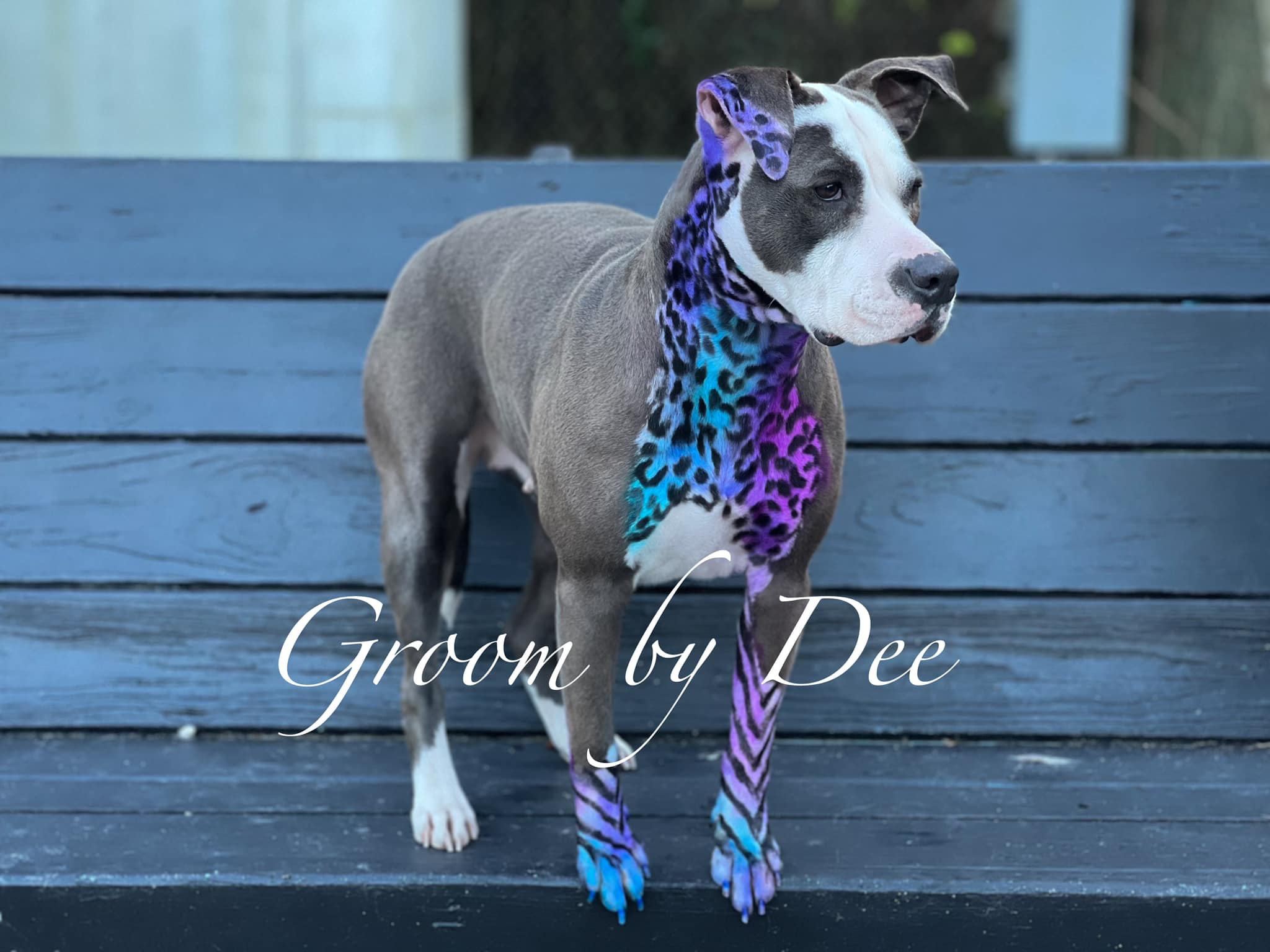 creative grooming contest