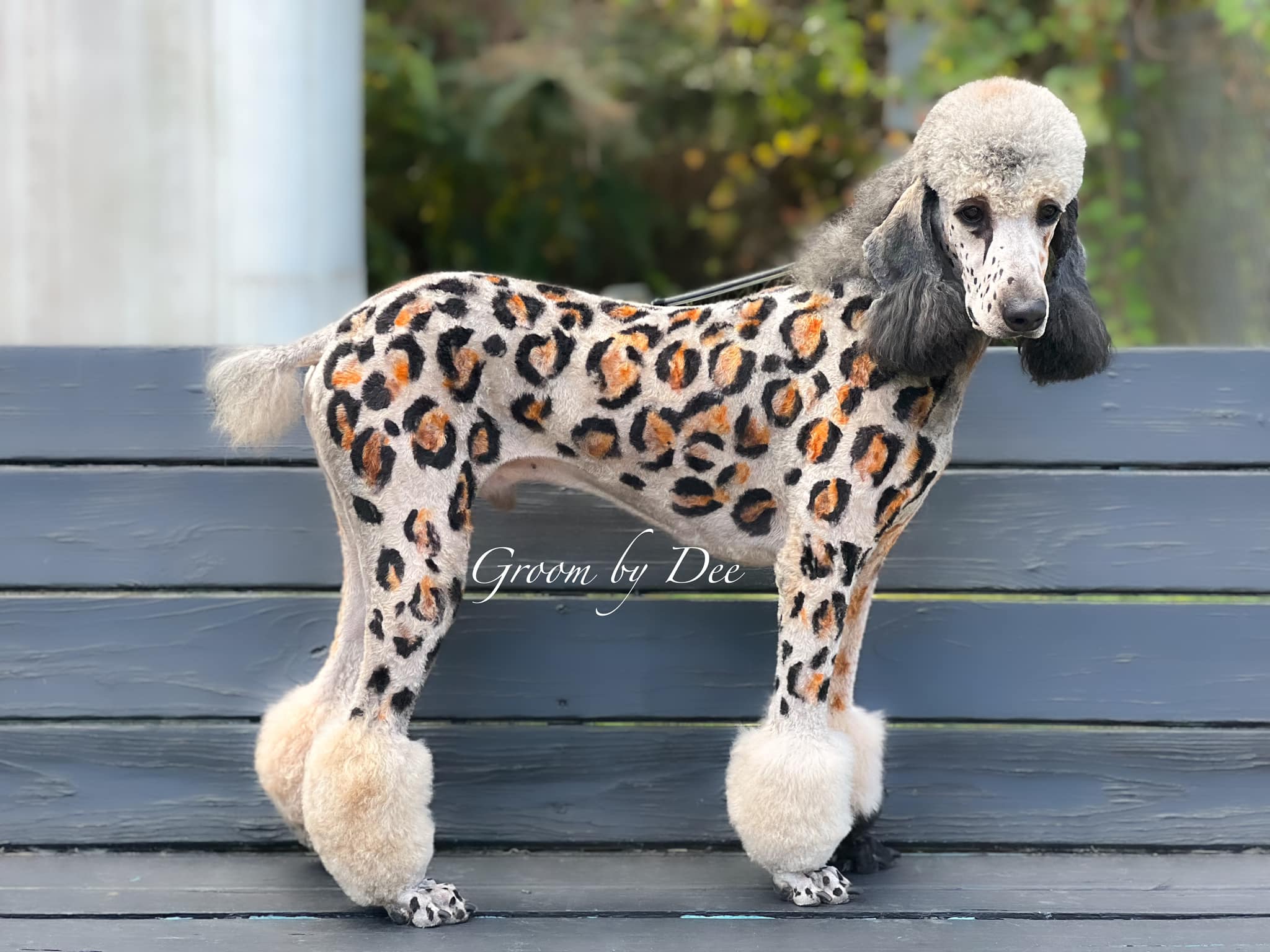 creative grooming contest