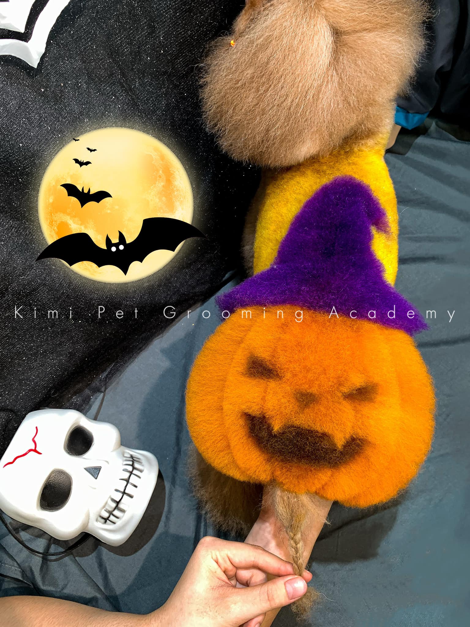 creative grooming contest