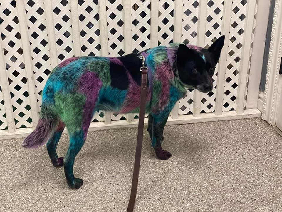peluquería canina con tinte seguro para mascotas