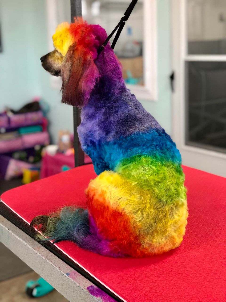 safe pet dye