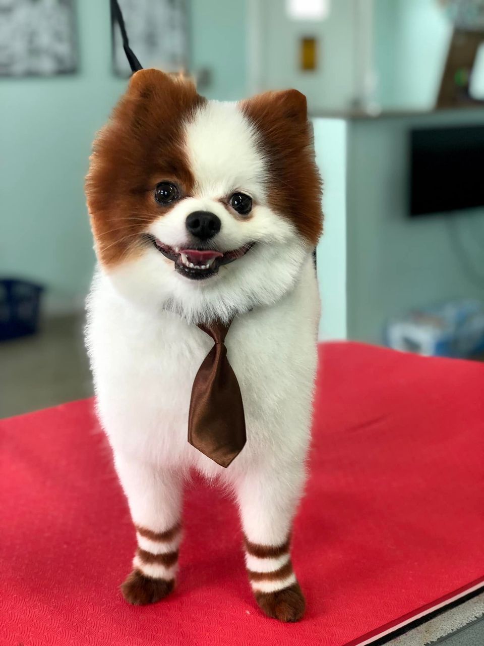 creative grooming
