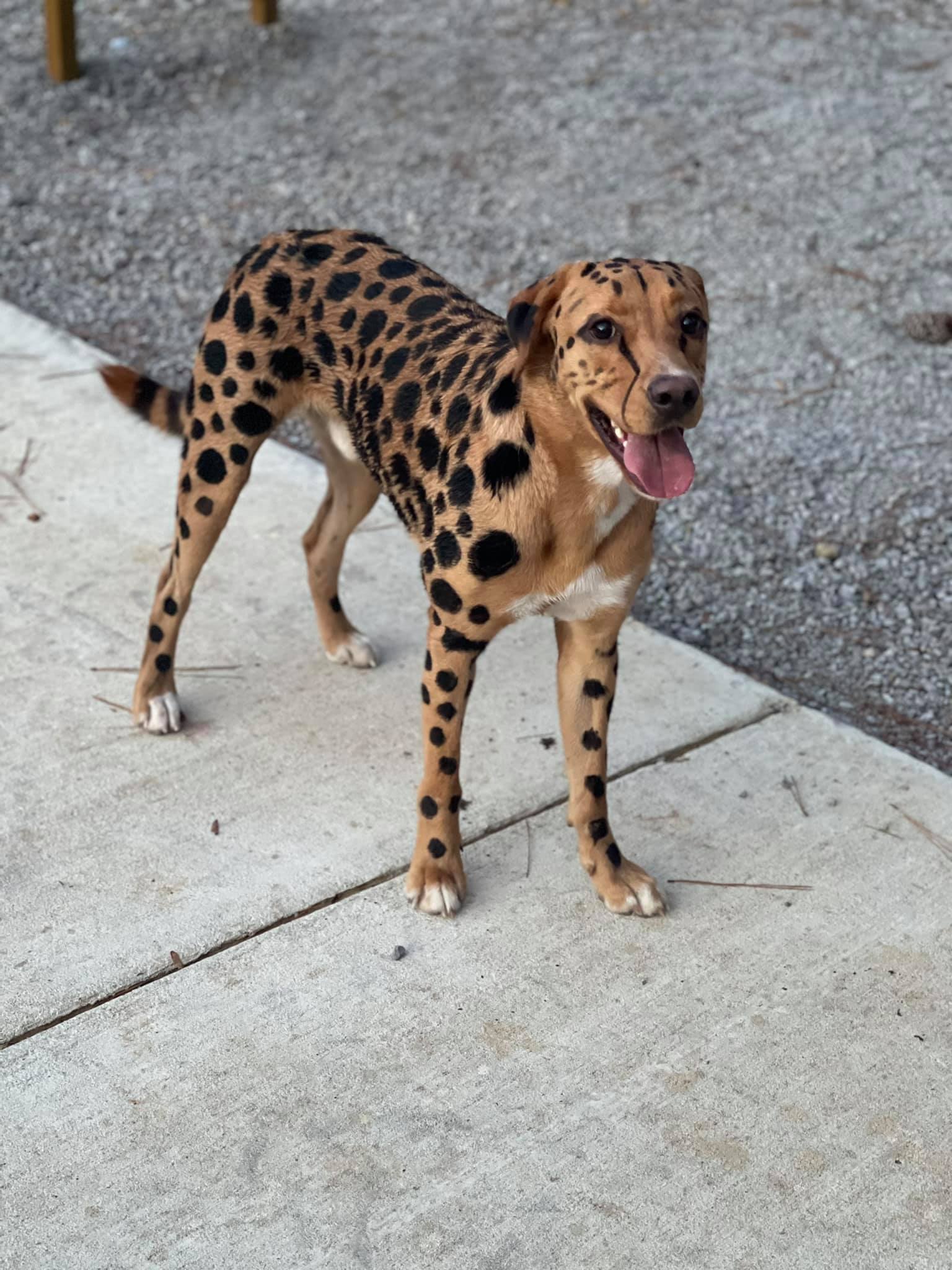 teinture pour animaux de compagnie sûre pour un concours créatif de toilettage pour chiens