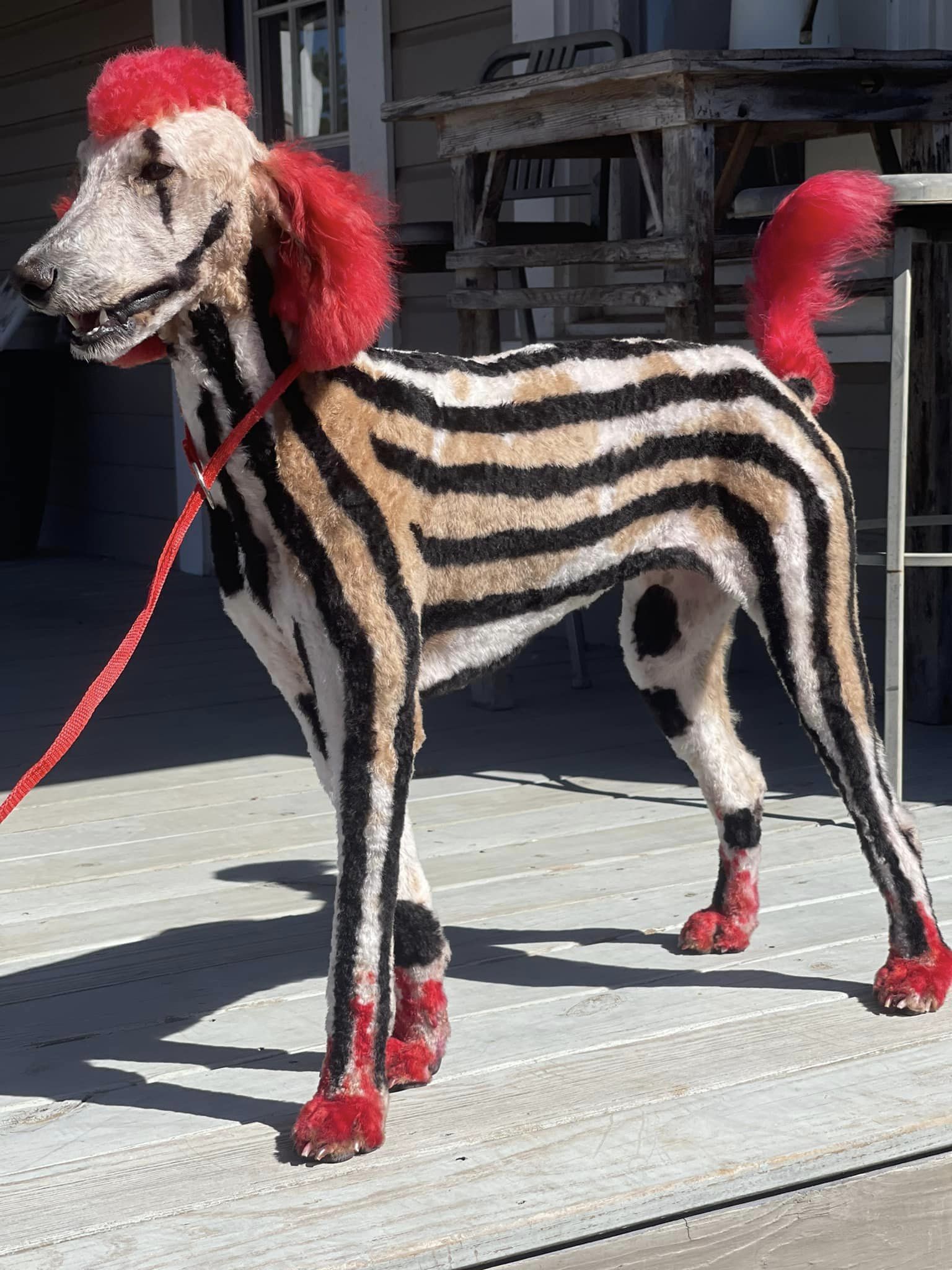 creative grooming contest