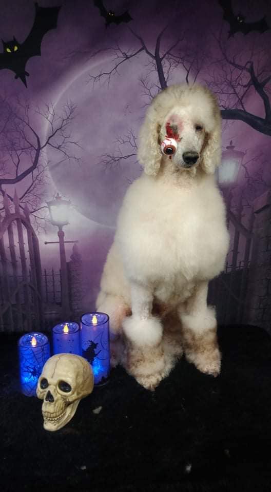 teinture pour animaux de compagnie sûre pour un concours créatif de toilettage pour chiens