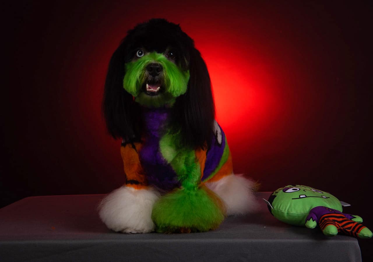 creative grooming contest