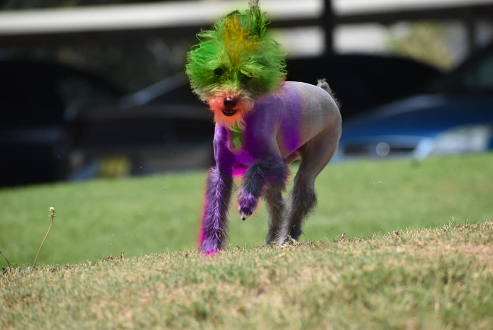 teinture pour animaux de compagnie sûre pour un concours créatif de toilettage pour chiens