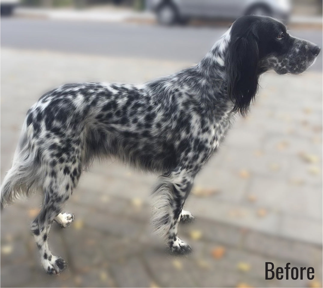 Tinte temporal para el cabello de mascotas, bolígrafo de pintura para perros negro