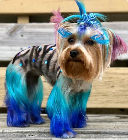 teinture pour animaux de compagnie sûre pour un concours créatif de toilettage pour chiens