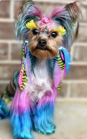 teinture pour chien sans danger couleur de poils de chien