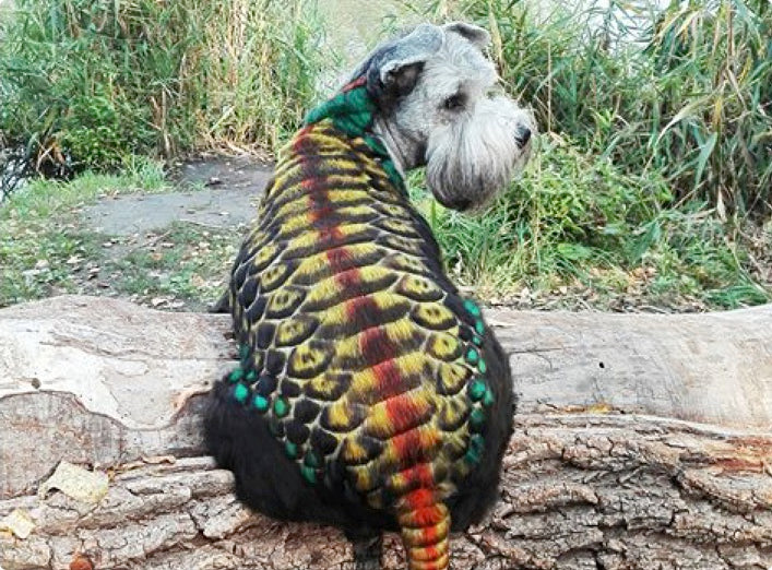 safe pet dye for creative dog grooming contest