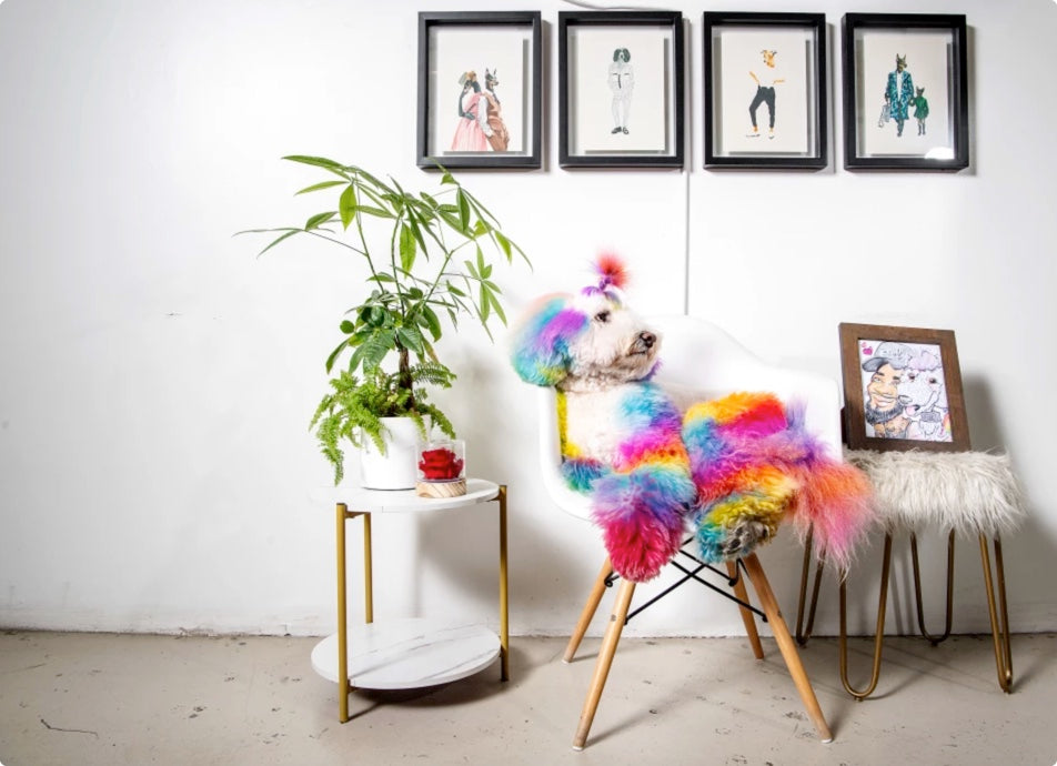 teinture pour chien en toute sécurité toilettage créatif pour animaux de compagnie