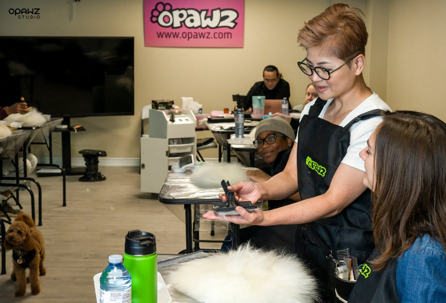 Seminario creativo de peluquería canina OPAWZ