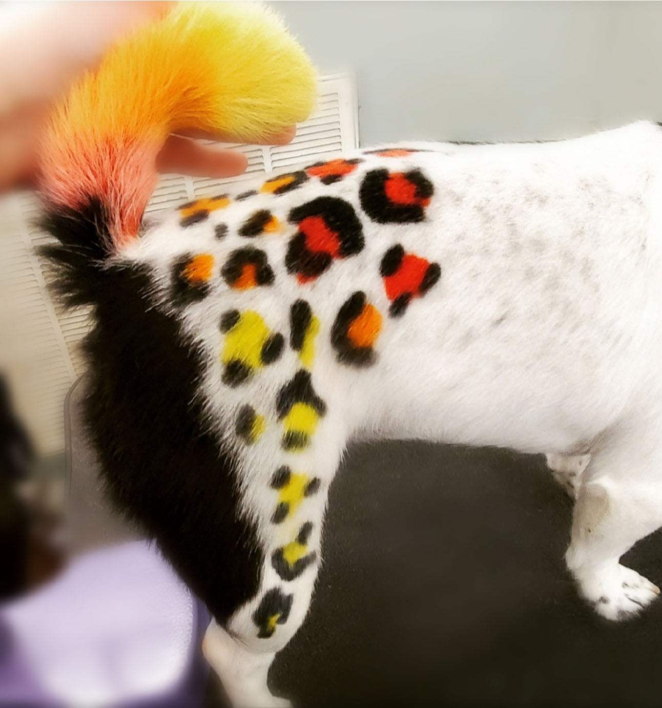 Cuidado del color del pelo del perro con estampado de leopardo.