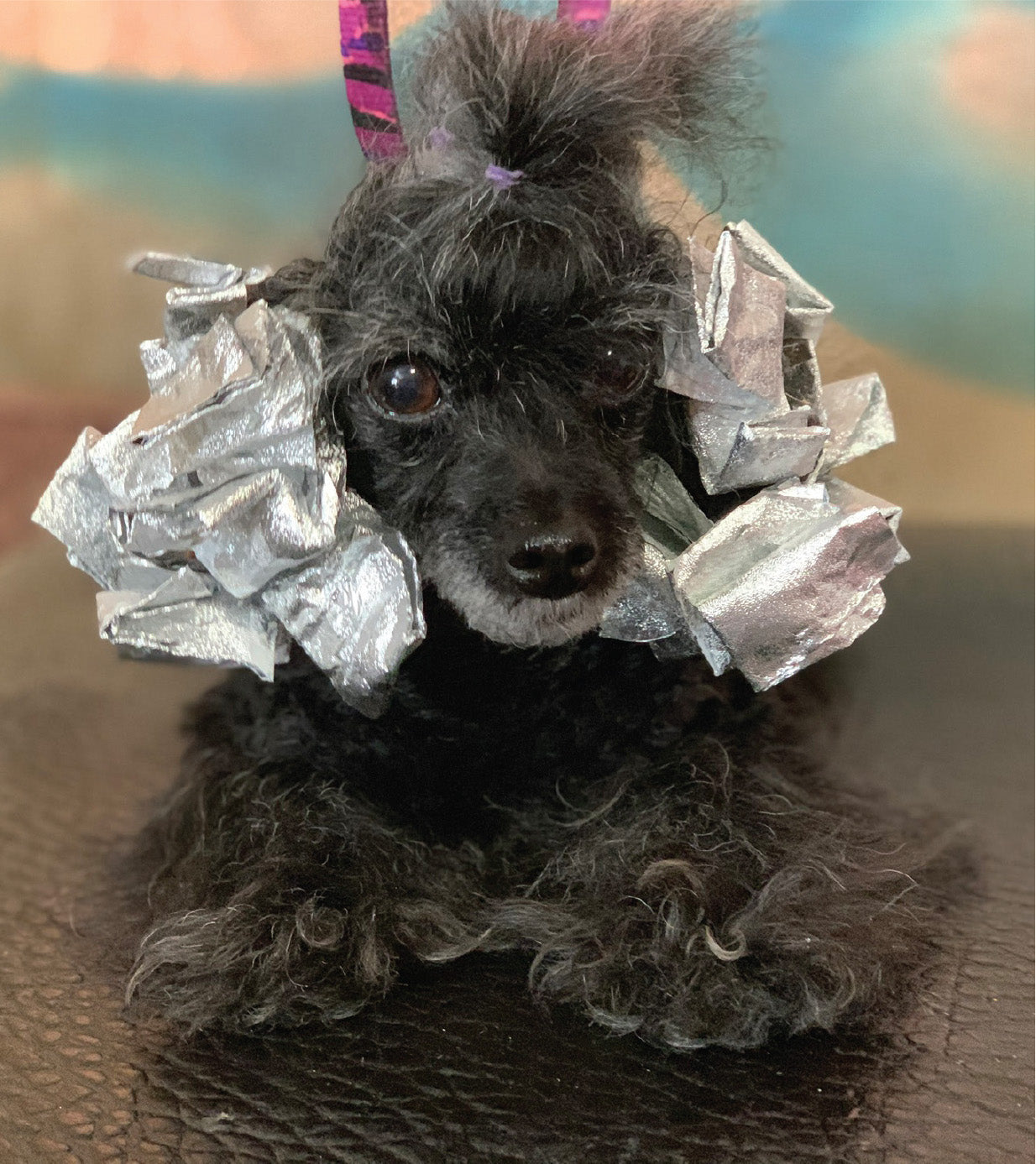 black dog hair coloring