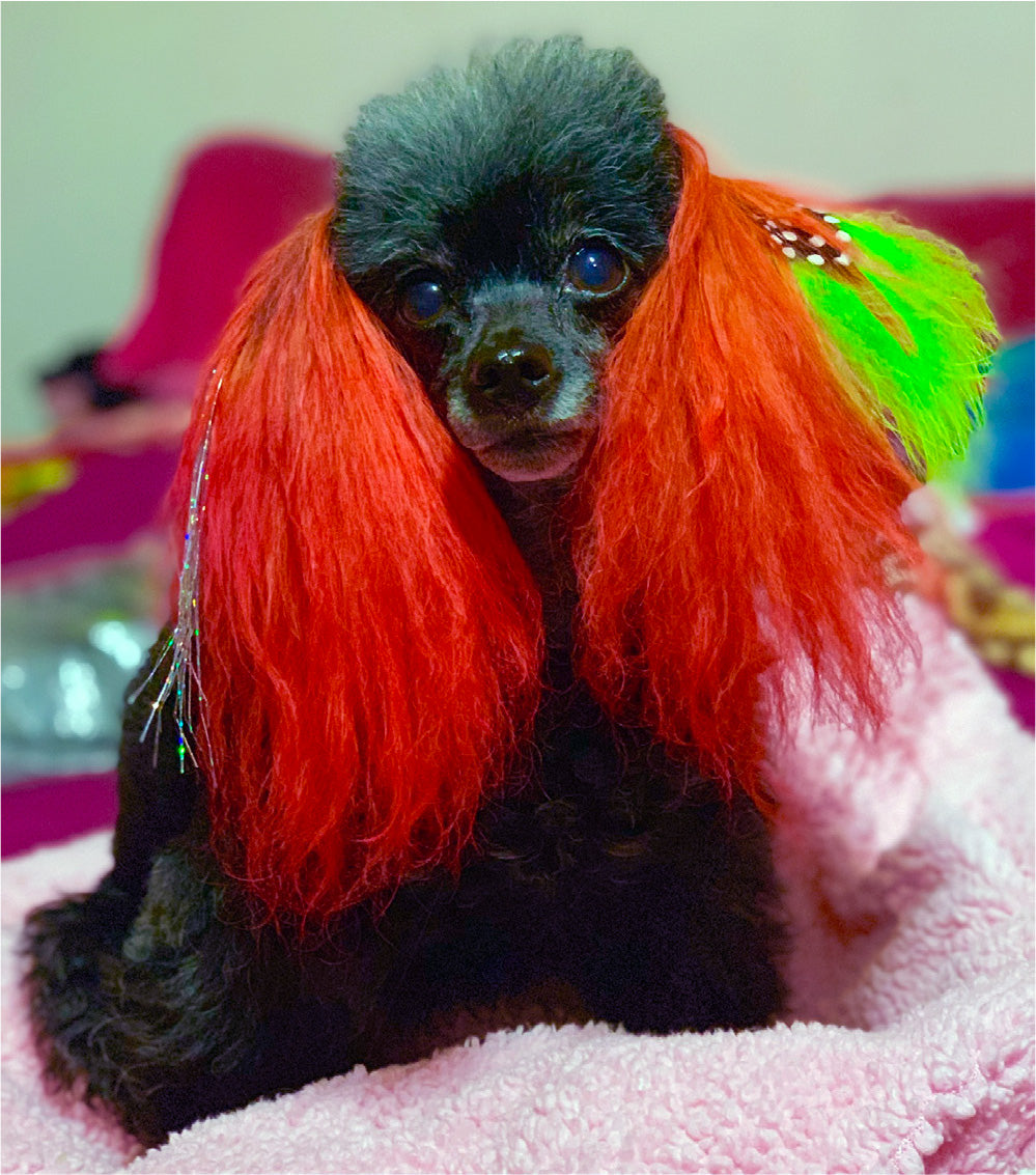 how to color a black dog