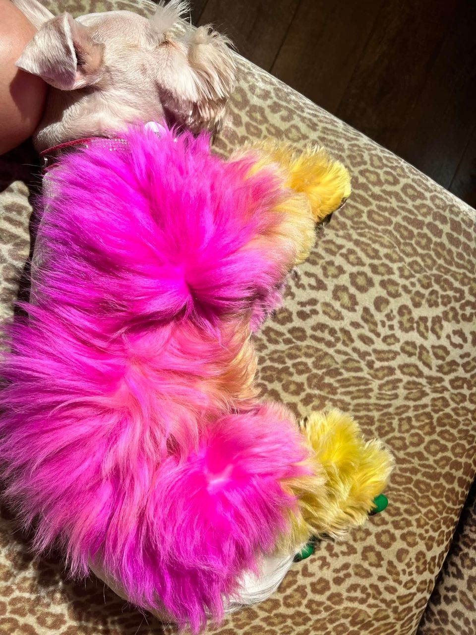 safe pet hair dye