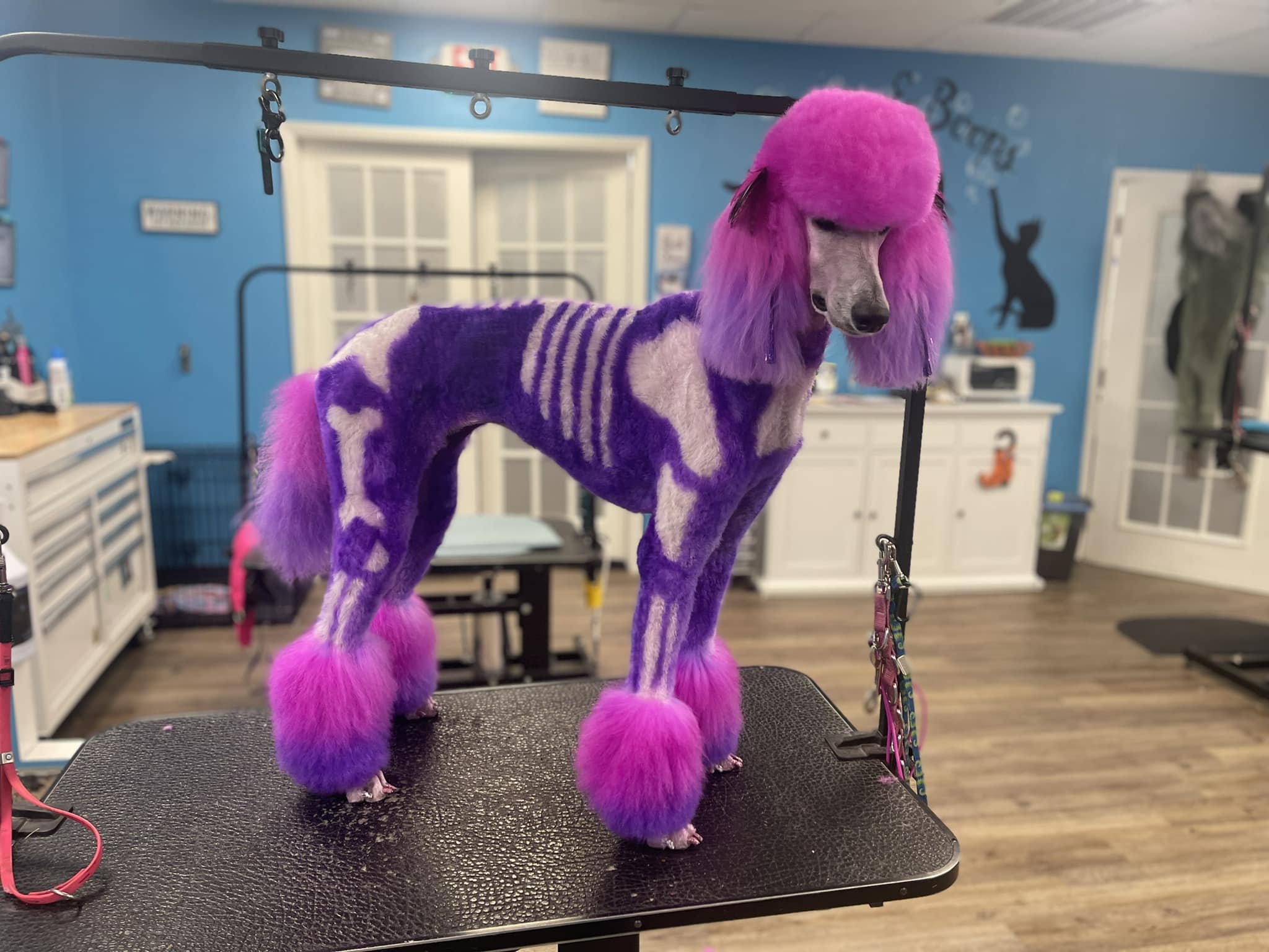 creative grooming contest