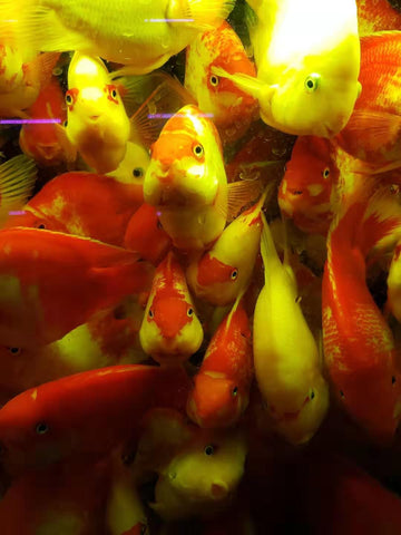 An overstocked aquarium can create the perfect conditions for Fish Tuberculosis 