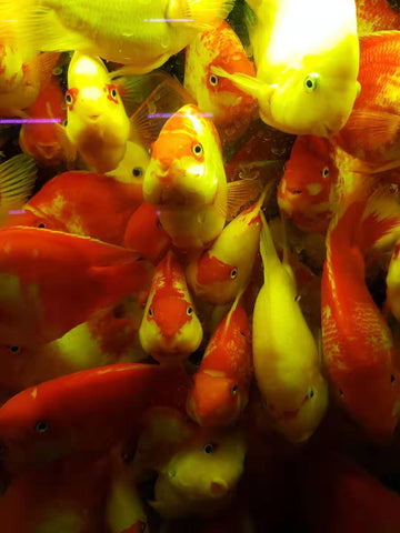 An overstocked aquarium can create the perfect conditions for Fish Tuberculosis