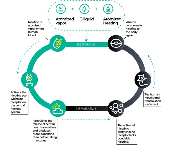 How does Nicotine work?