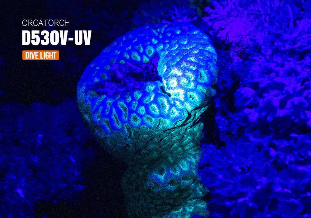 OrcaTorch D530V 395nmUV Scuba Dive Light for underwater photography
