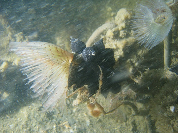 Underwater Photo: the peacock worm on which there are cuttle fish eggs