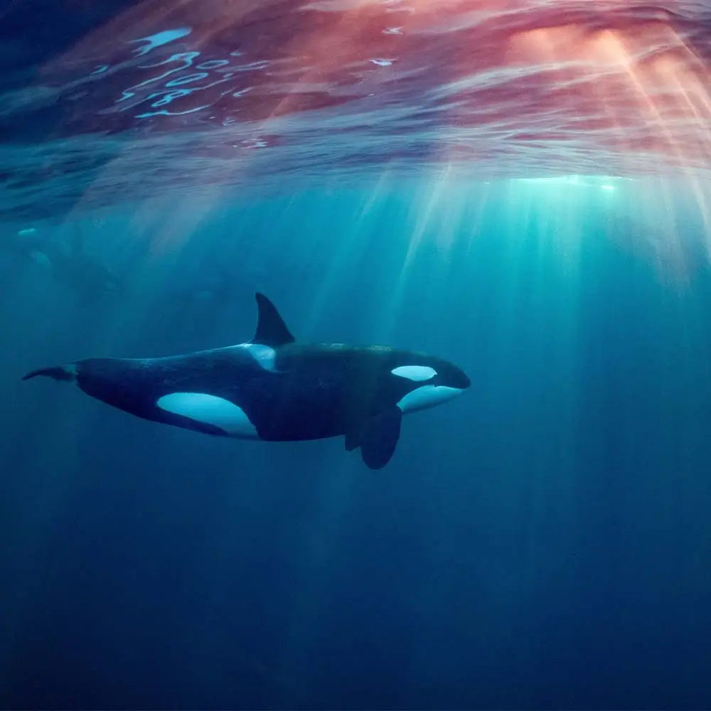 Orca