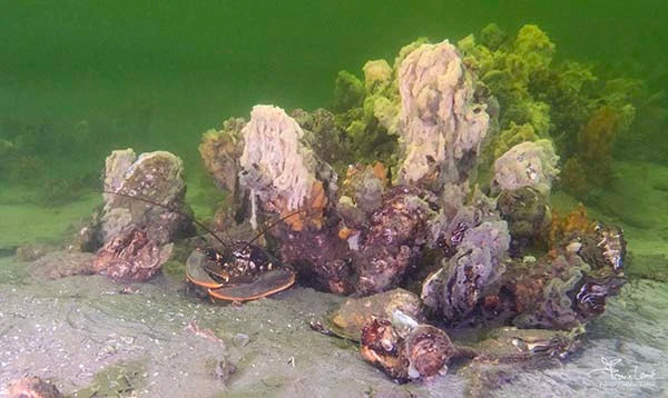 Some decent photos Taken with the lighting of OrcaTorch ZD710 Dive Light